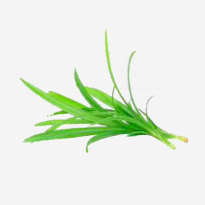 img-prisaroma-pandan